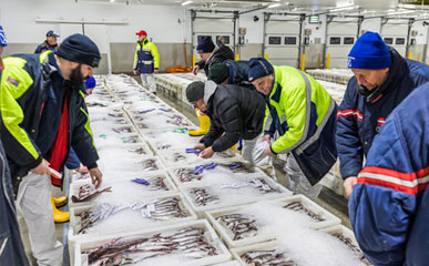 Building Sustainable Seafood Supply Chains: How Pangamia Supports Responsible Sourcing