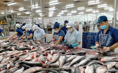 From Vietnam to Europe: The Journey of a Pangasia Fillet