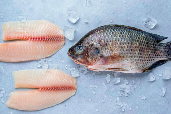 Tilapia